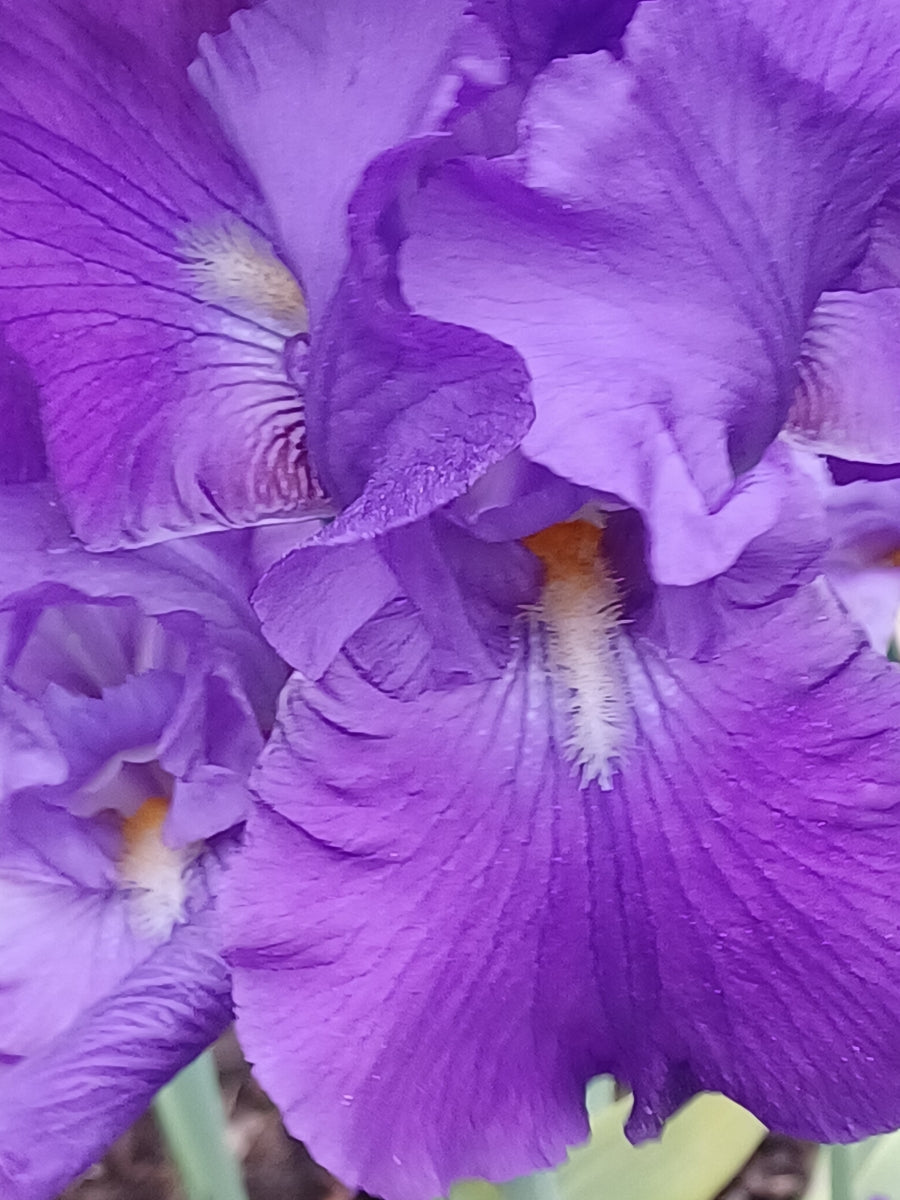Private Picture Postcard (Iris)
