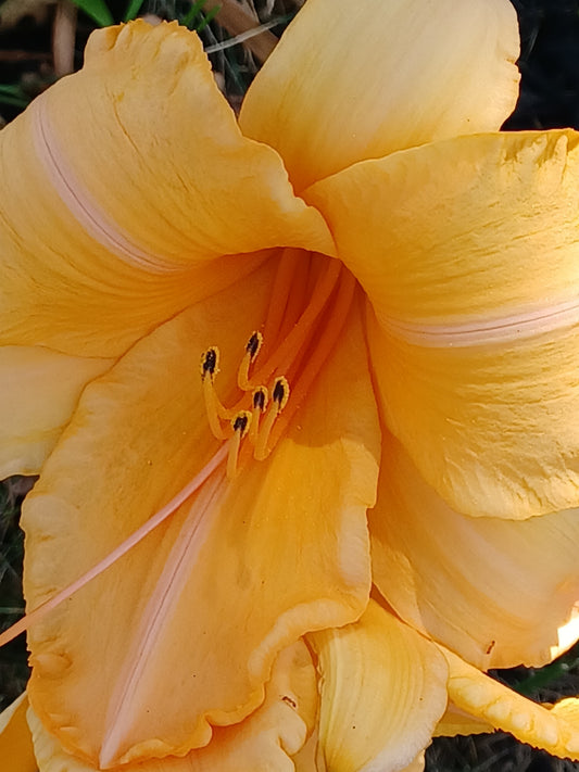 Private Picture Postcard (Orange Lily 2)