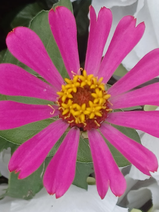 Private Picture Postcard (Osteospermum)