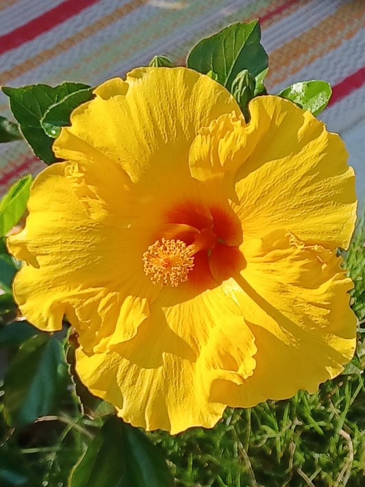 Private Picture Postcard (Yellow Hibiscus)