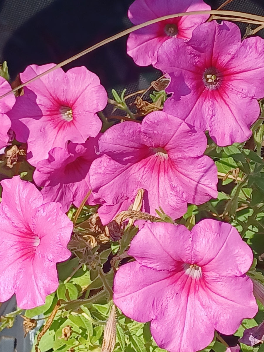 Private Picture Postcard (Petunia)