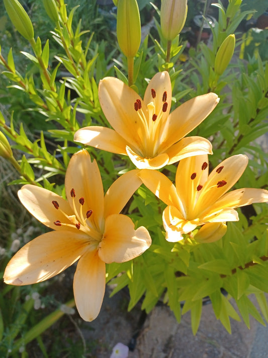 Private Picture Postcard (Orange Lily)
