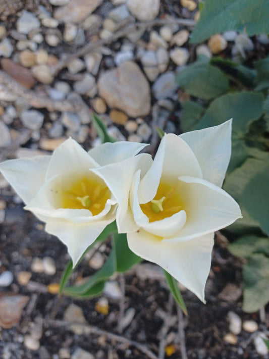 Private Picture Postcard (Tulipa Greigii)