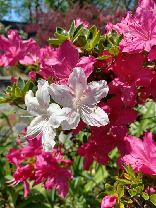 Private Picture Postcard (Azelea)