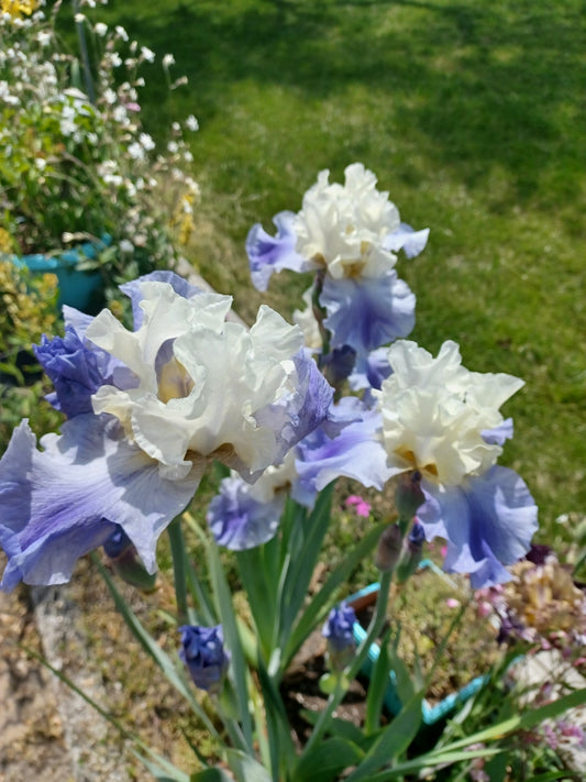 Private Picture Postcard (White and Blue Iris)