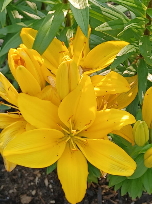 Private Picture Postcard (Yellow Lily)