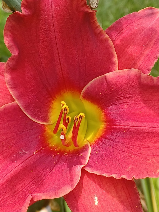 Private Picture Postcard (Daylilies)