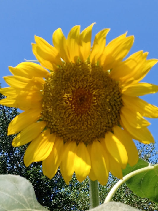 Private Picture Postcard (Sunflower)