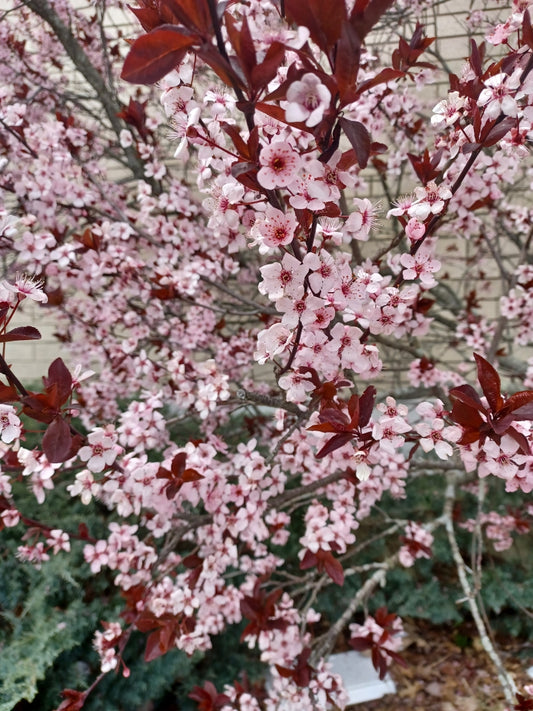 Private Picture Postcard (Cherry Blossom)