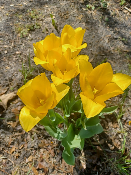 Private Picture Postcard (Tulip)