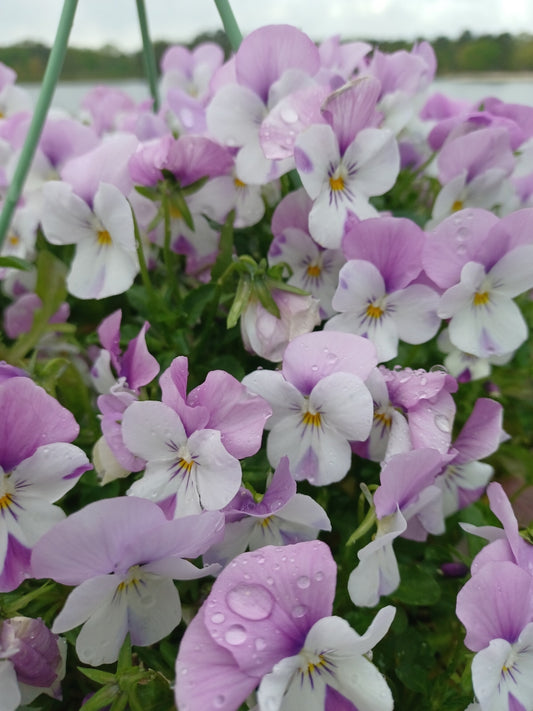 Private Picture Postcard (Pansy)