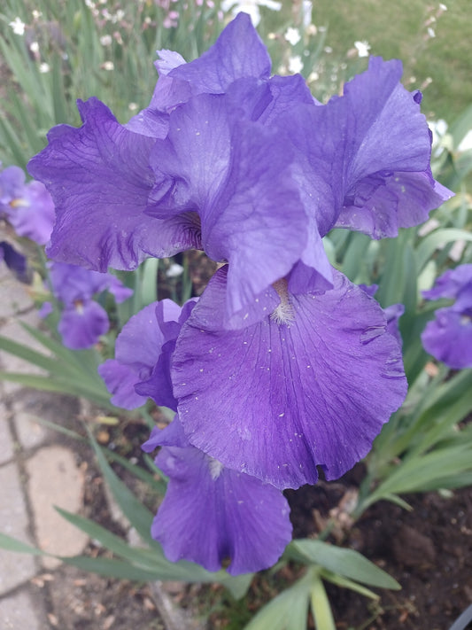 Private Picture Postcard (Iris 2)