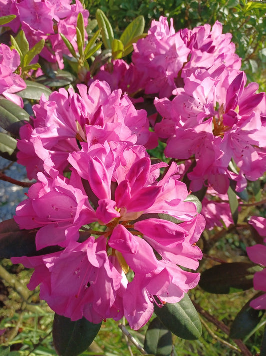 Private Picture Postcard (Hymenanthes)