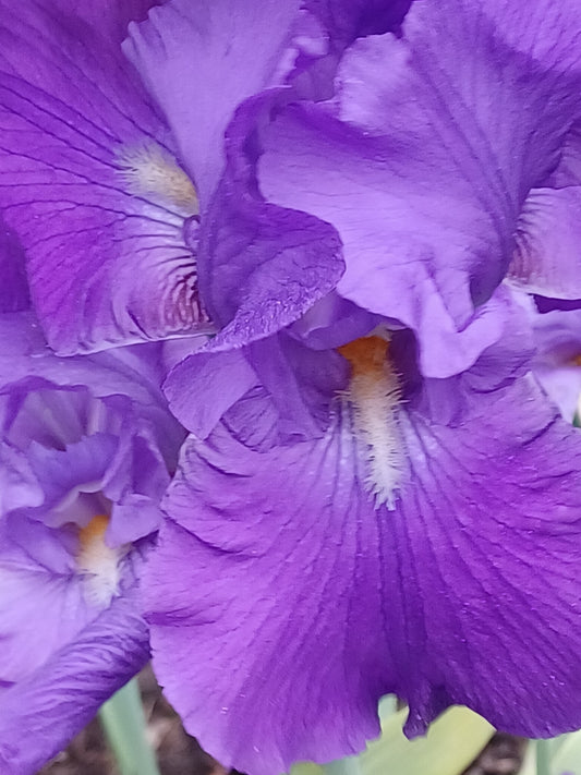 Private Picture Postcard (Iris)