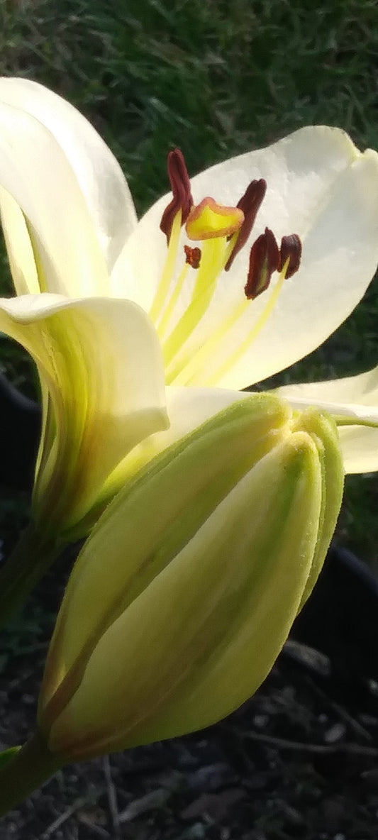 Private Picture Postcard (White Lily)