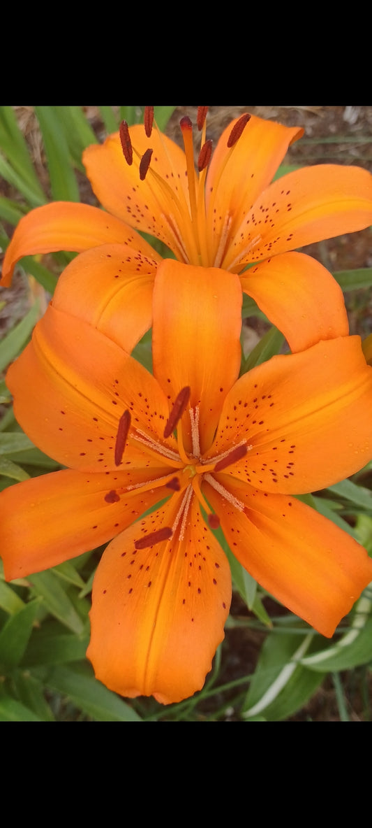Private Picture Postcard (Orange Lily 3)