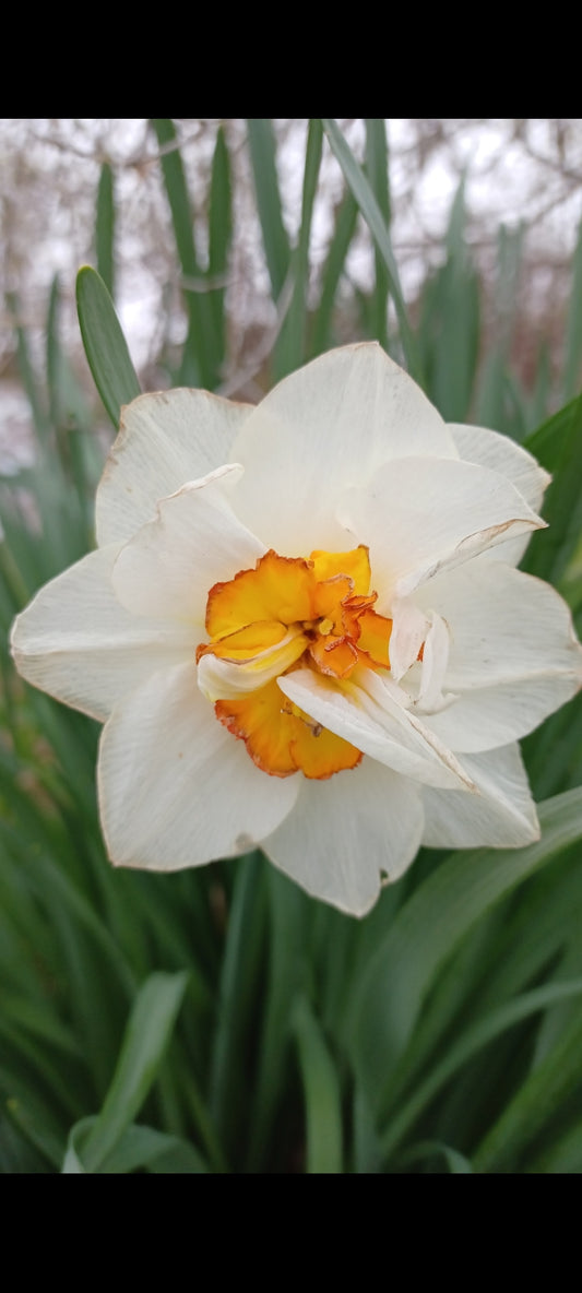 Private Picture Postcard (Narcissus)