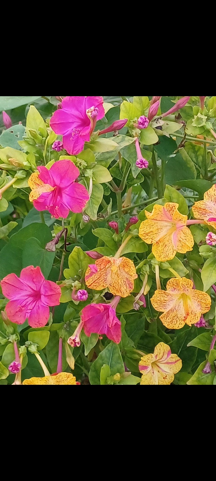 Private Picture Postcard (Etsy Allamanda)