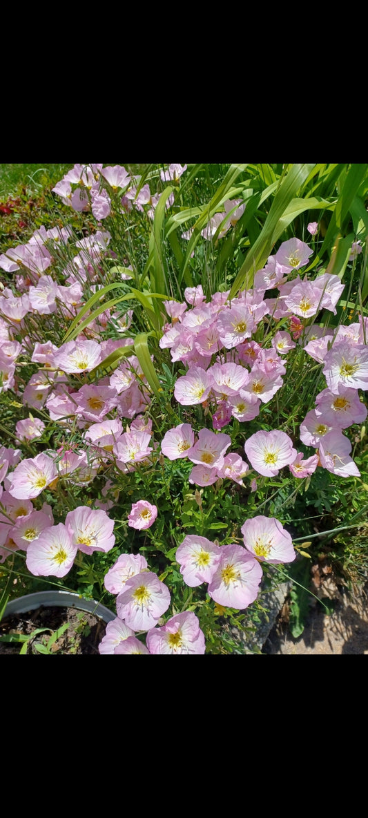 Private Picture Postcard (Oenothera)